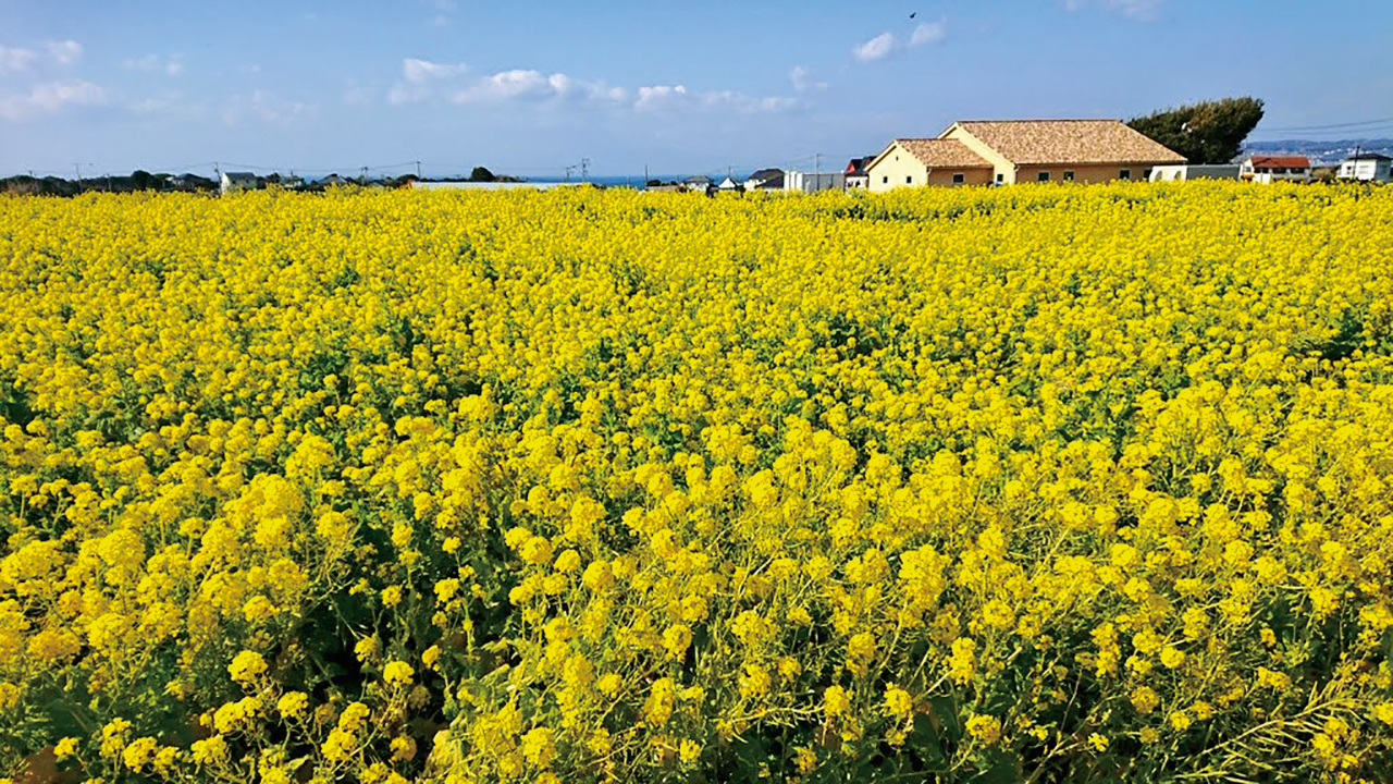 菜の花畑　ソレイユの丘