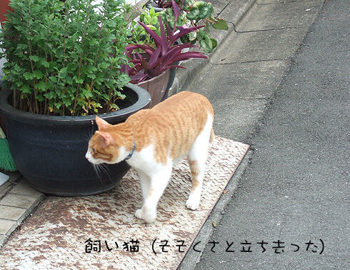 猫5.jpg