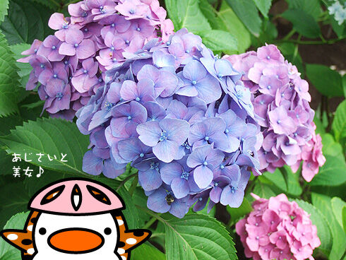 あじさいと美女.jpg