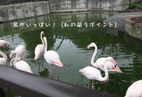 9-フラミンゴ.jpg
