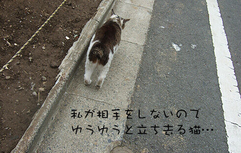 猫4.jpg