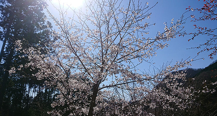 03時坂峠の桜.jpg