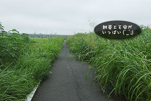 8月の荒川サイクリングロード.jpg