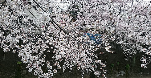 桜-2.jpg