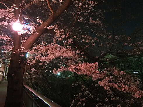 ジテツウ夜桜.jpg