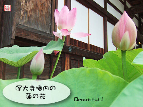 深大寺境内の蓮の花.jpg