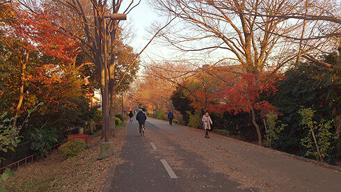 初冬の多摩湖自転車道-3.jpg