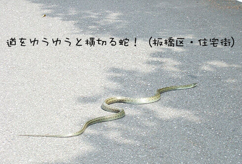 ヘビ.jpg