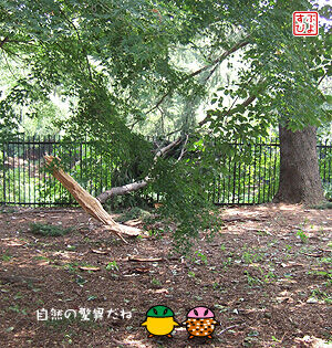 野川公園-雷の落ちた樹2.jpg