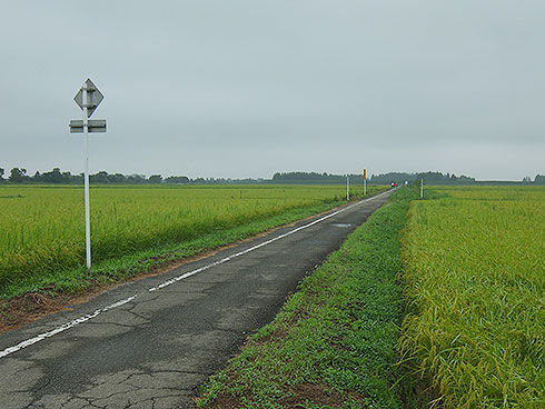 田んぼの道.jpg