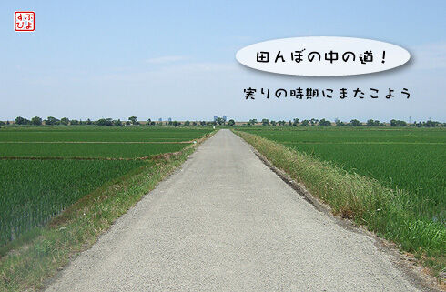 荒川cr田んぼの中の道.jpg