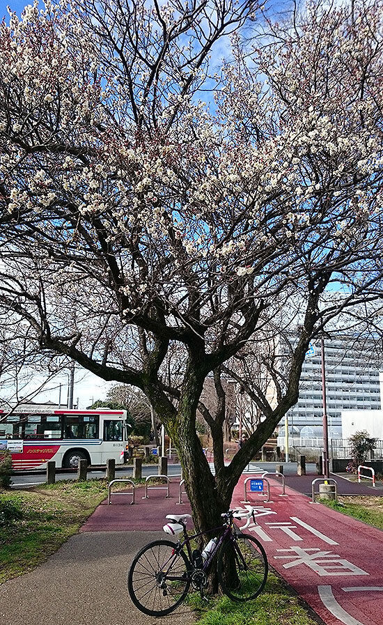 2多摩湖自転車道.jpg