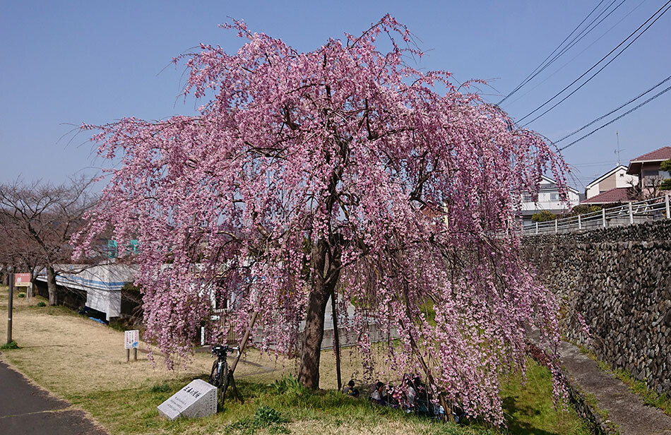 11滝桜