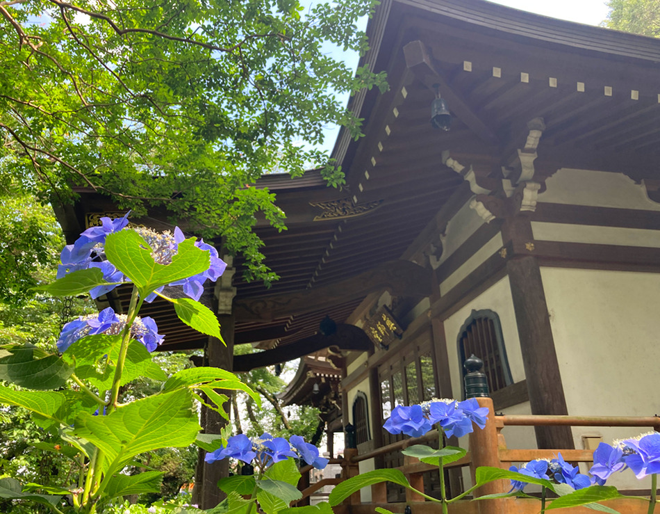 10あじさい寺