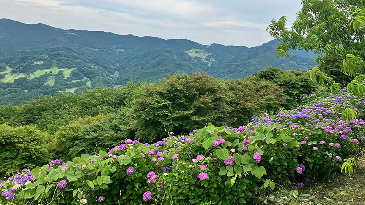 美の山公園 紫陽花