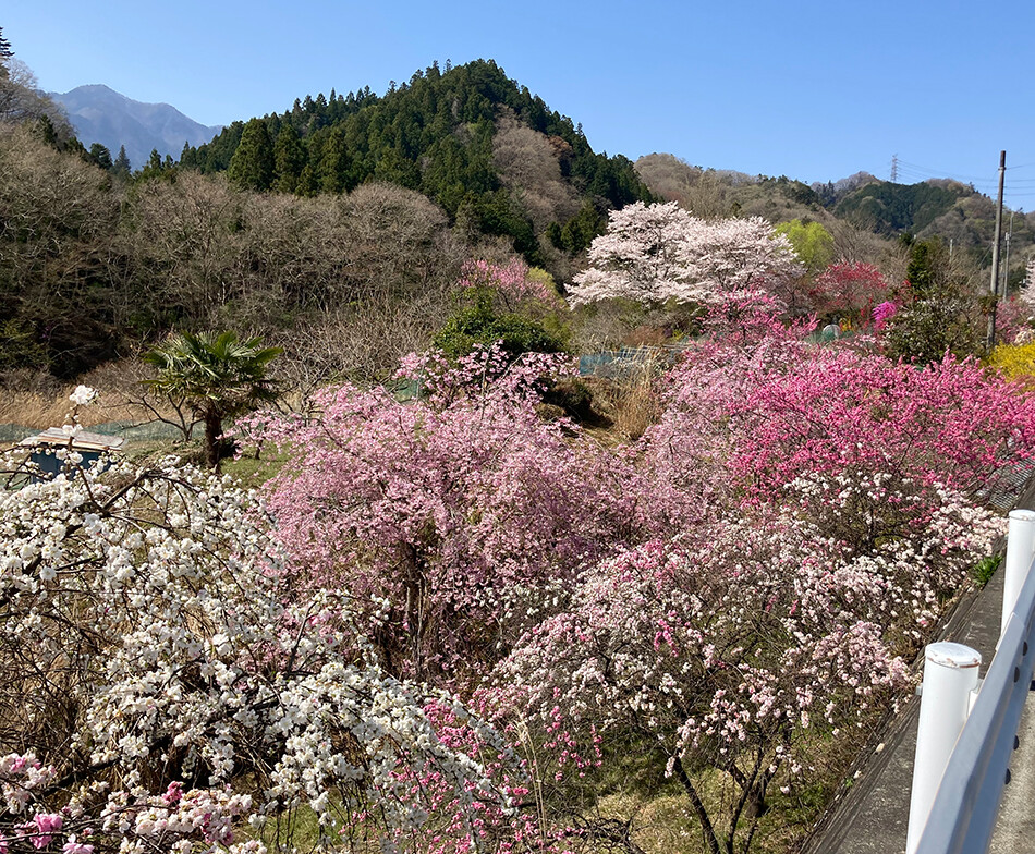 07長留のしだれ桜