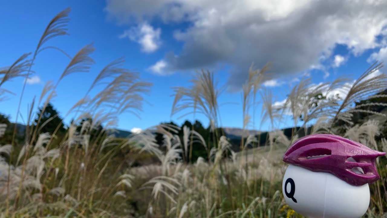 仙石原のすすき