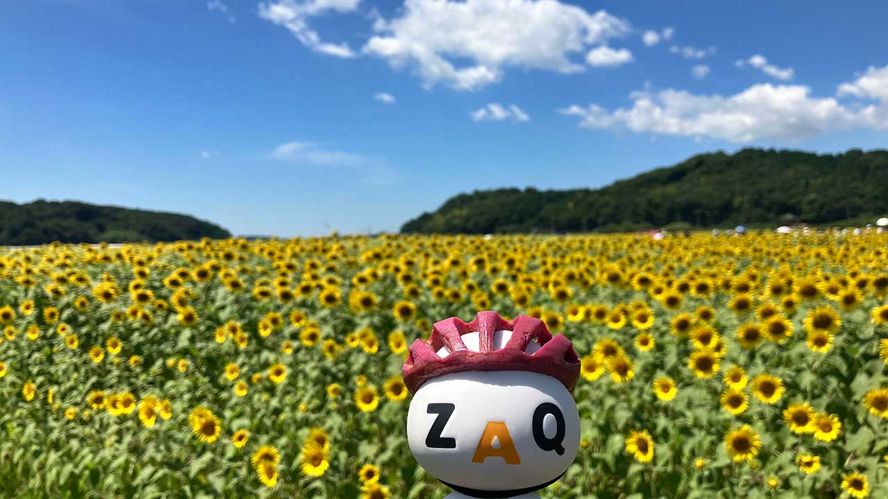 益子のひまわり,ヒマワリ,向日葵