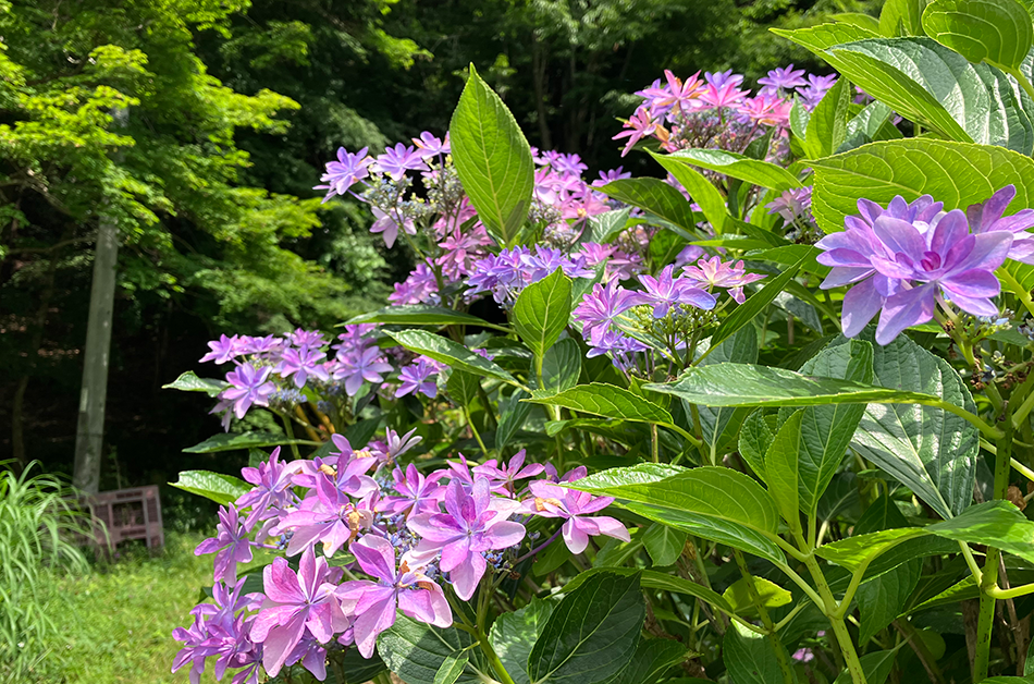 11あじさい街道