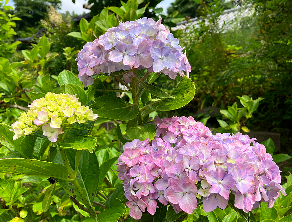 09あじさい街道