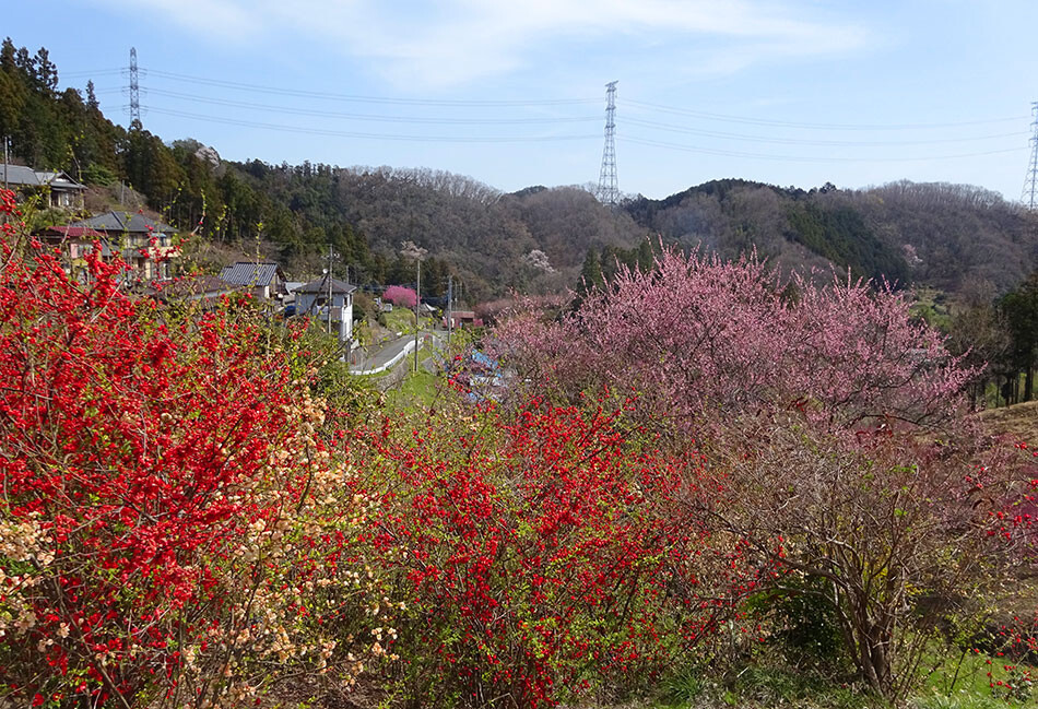 14-2花桃の郷