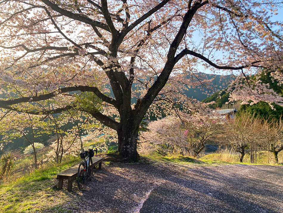 21八徳の一本桜