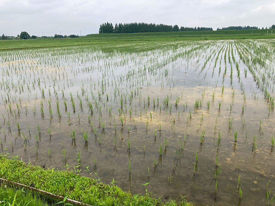 04田んぼ