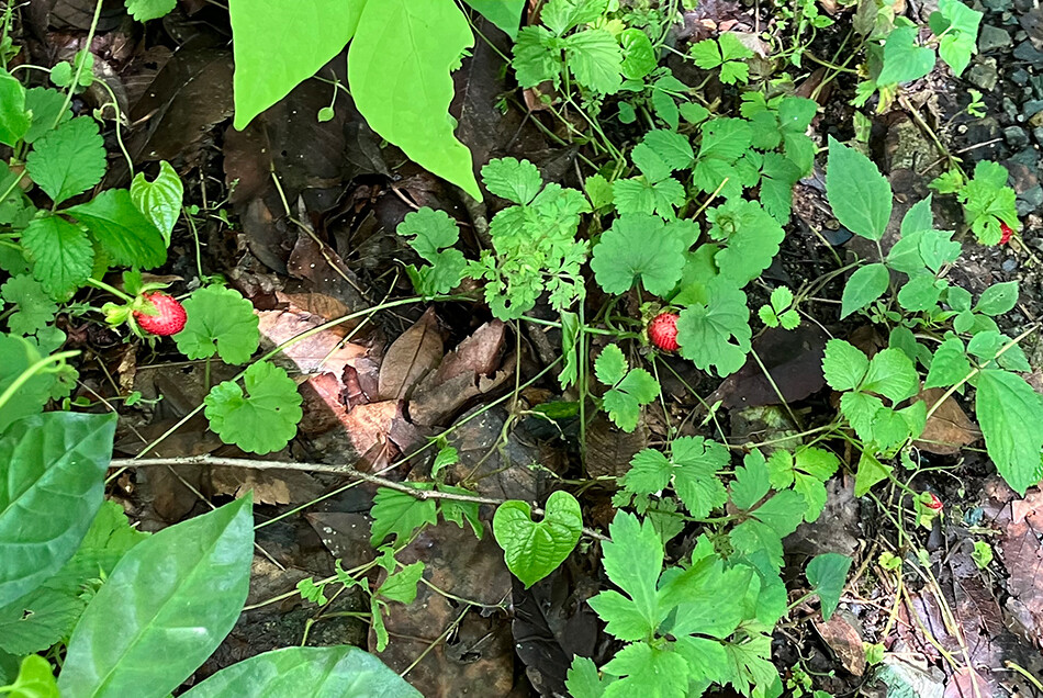 02ヘビイチゴ