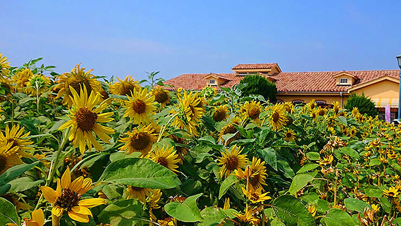 ソレイユの丘,三浦