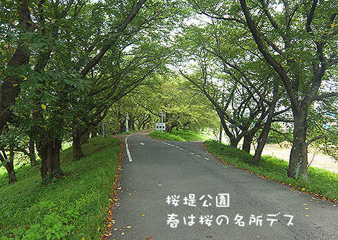5-桜堤公園.jpg