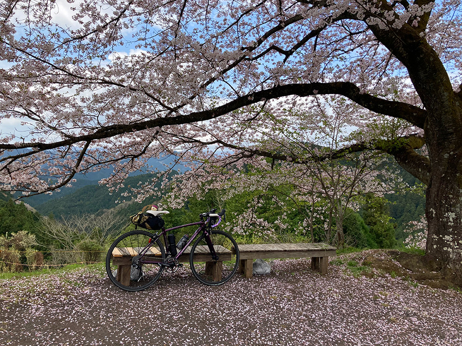 3八徳の一本桜
