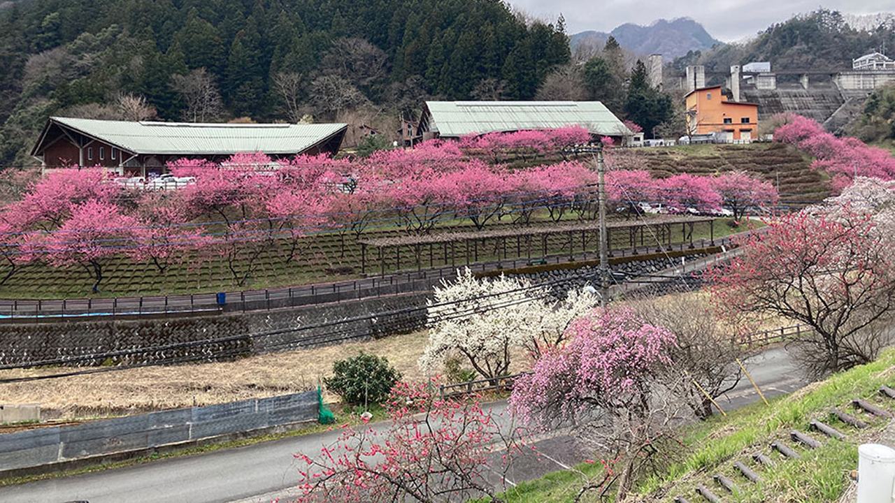 吉田元気村　花桃