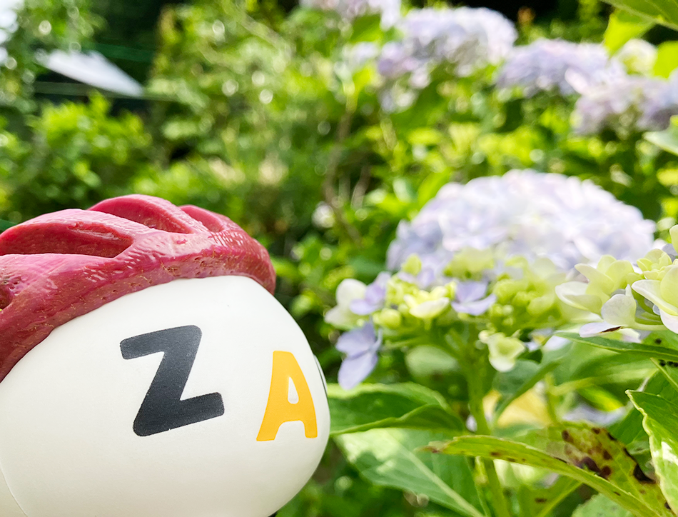 08あじさい街道