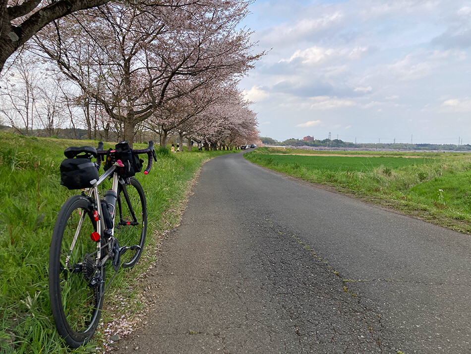 28ときがわ桜堤