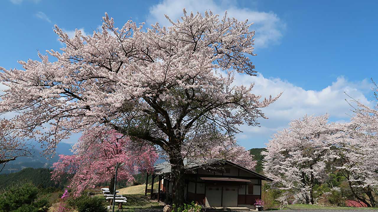 奥武蔵グリーンライン,富士見茶屋