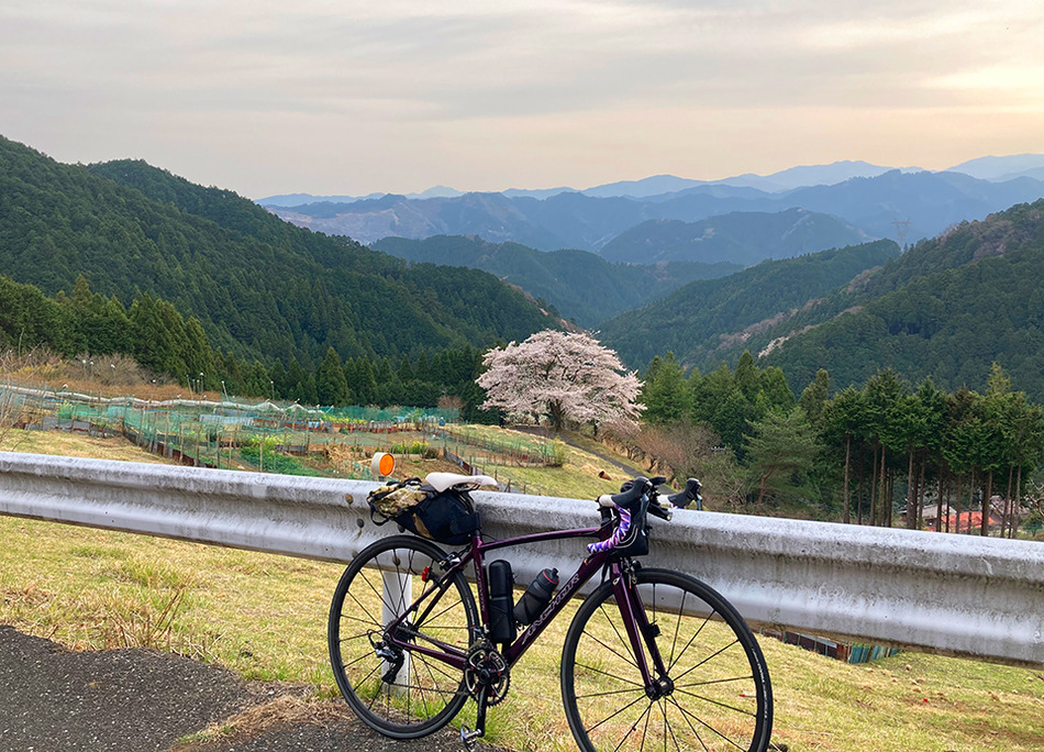 29八徳の一本桜