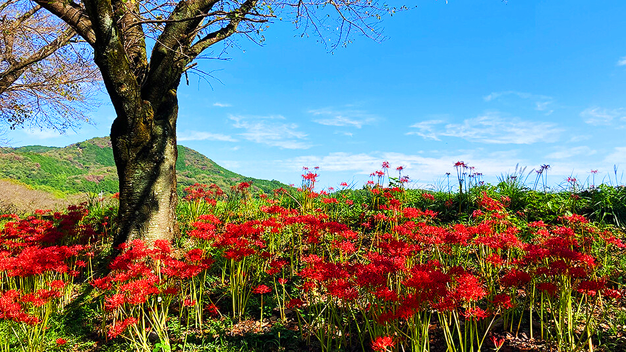 巾着田　彼岸花　曼珠沙華