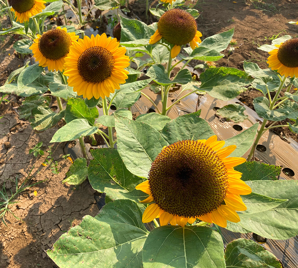 13ソレイユの丘