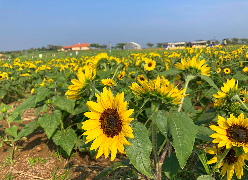 11ソレイユの丘