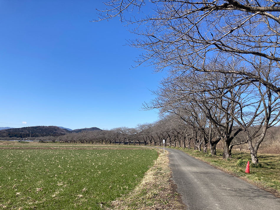 02ときがわ桜堤