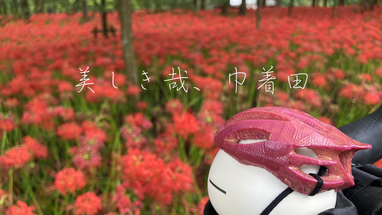 巾着田の彼岸花 曼珠沙華