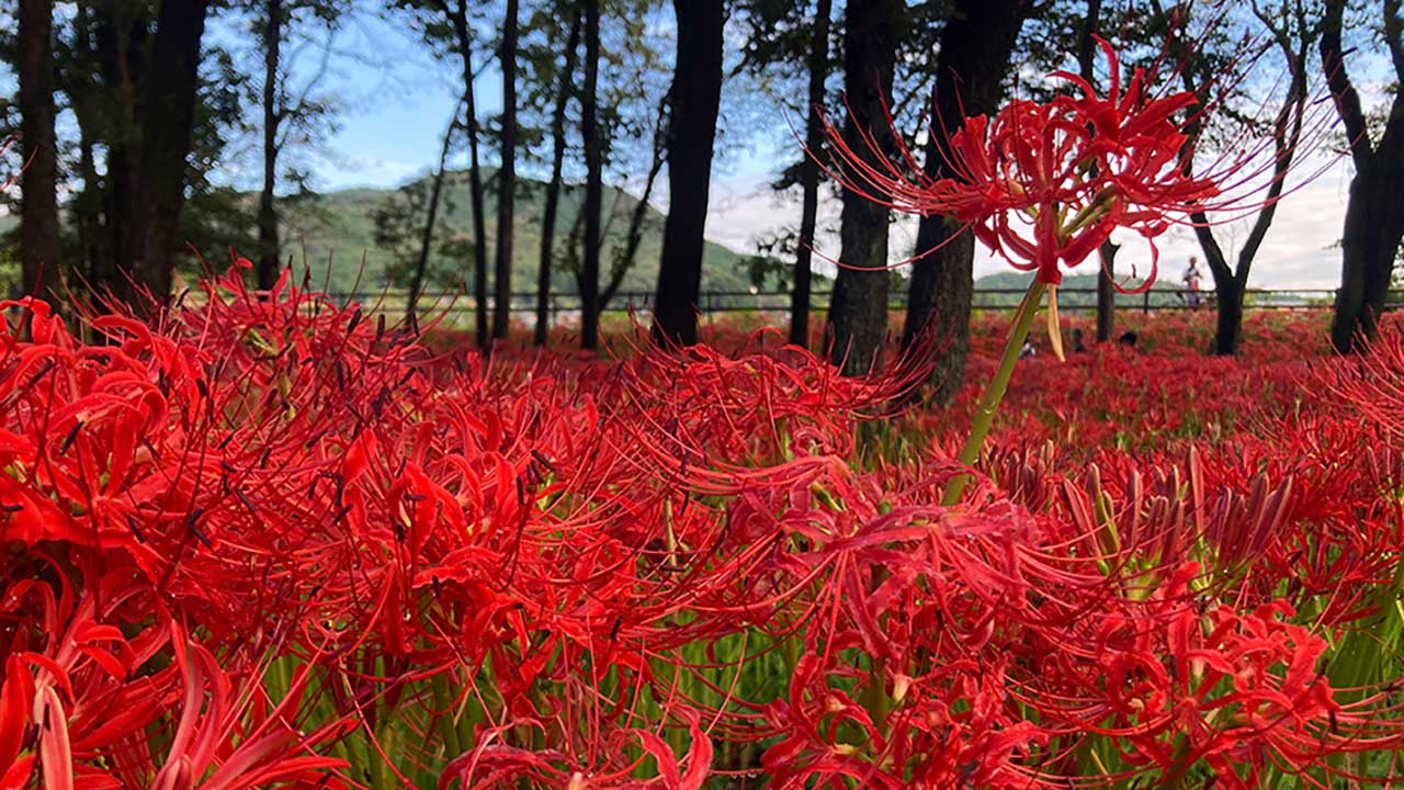 巾着田の彼岸花