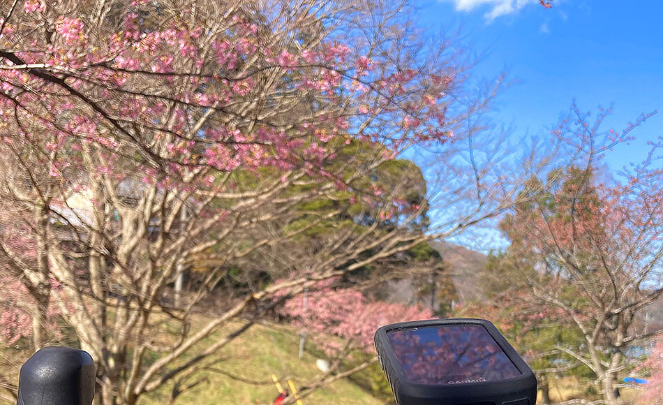 07河津桜