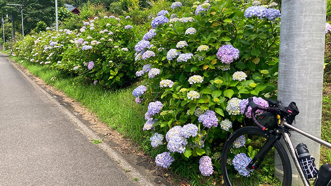あじさい街道,越生