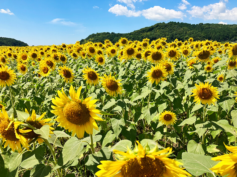 17益子ひまわり