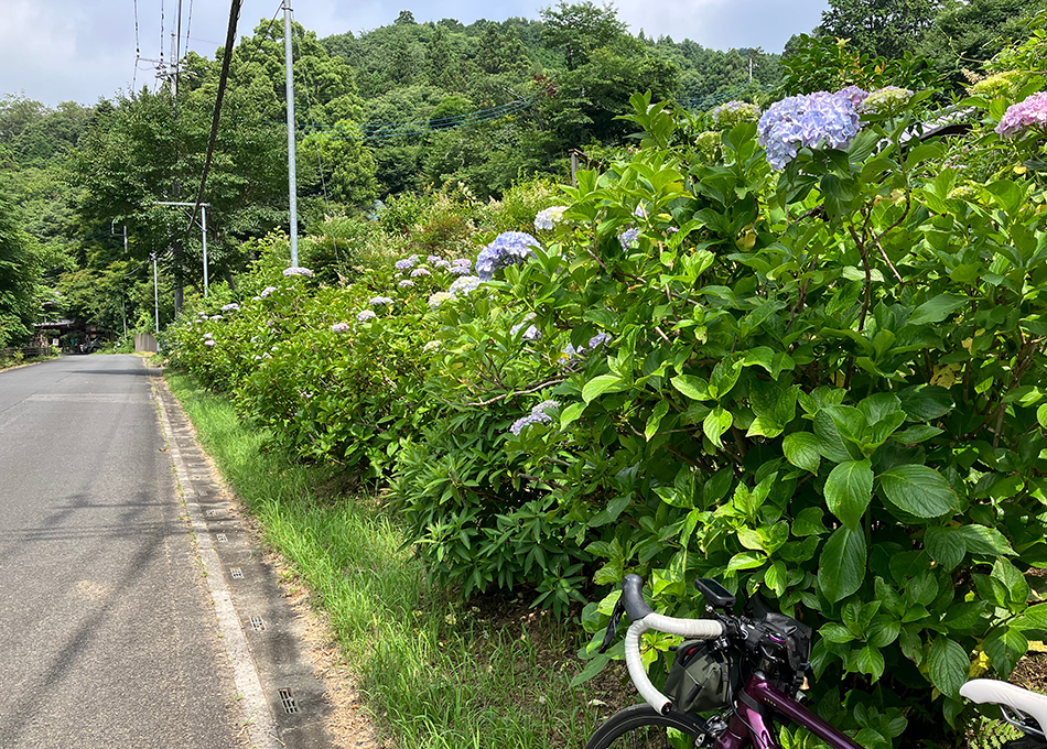 05あじさい街道