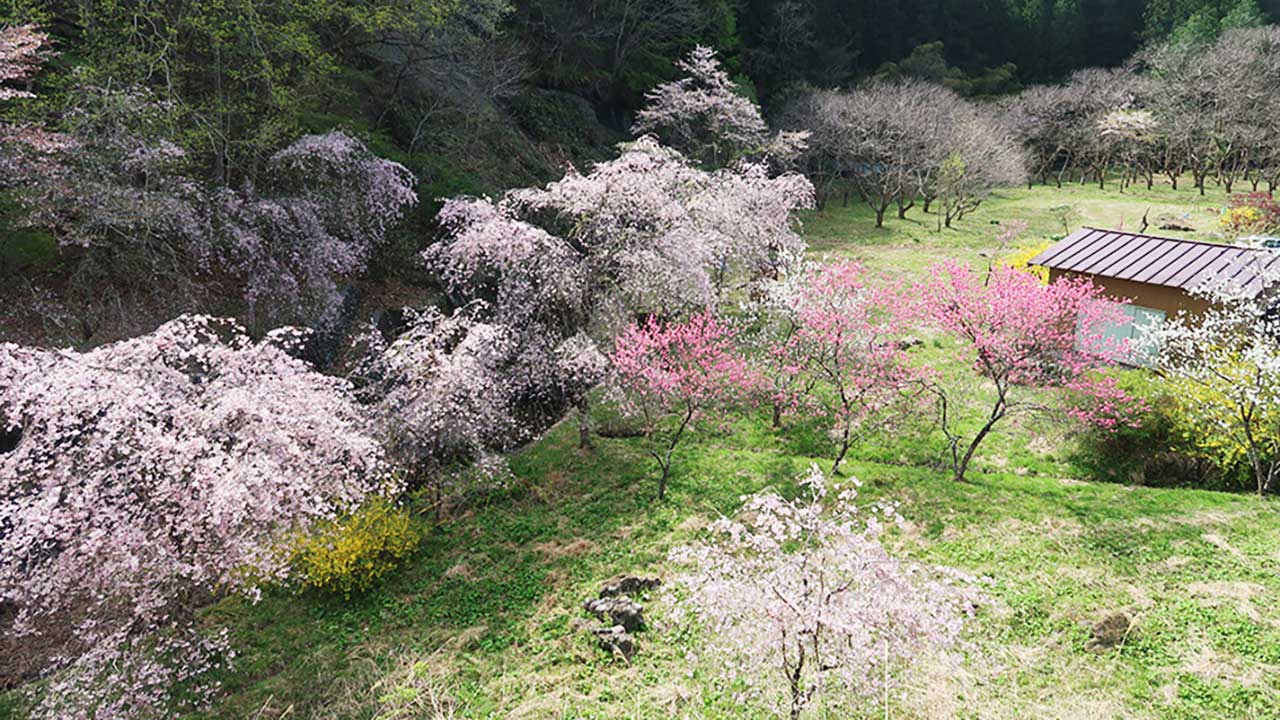 長留のしだれ桜