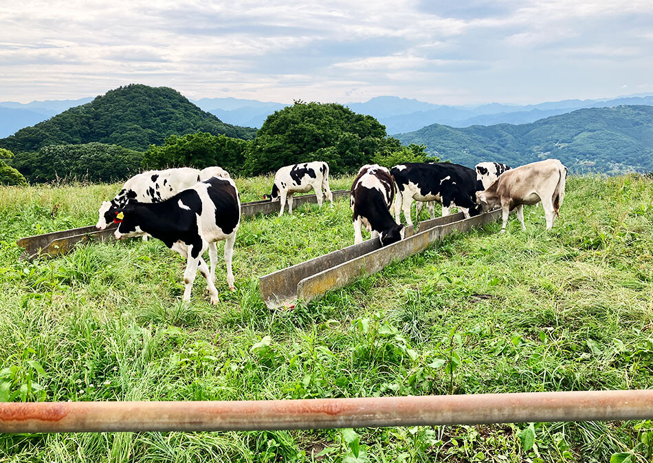 13秩父高原牧場