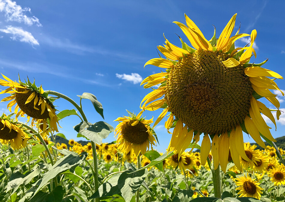 15益子ひまわり