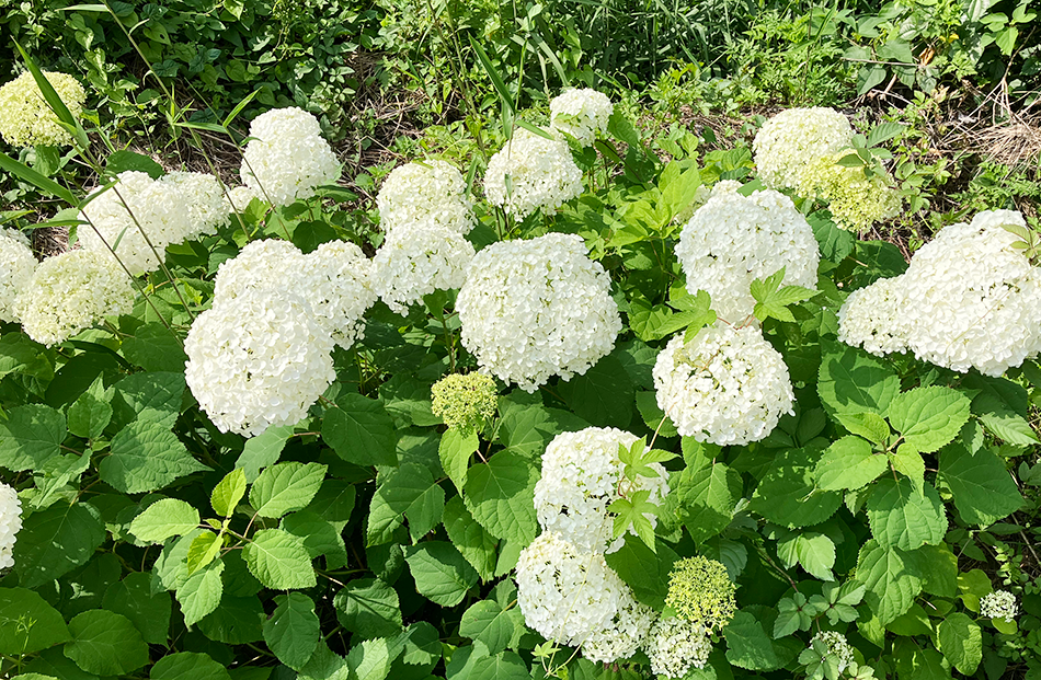 04あじさい街道